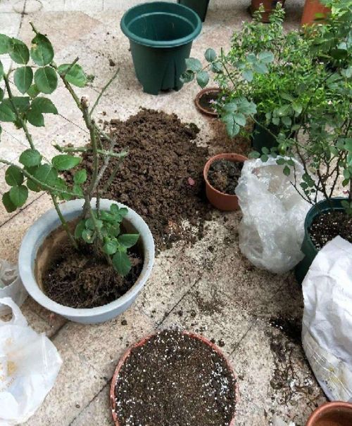 换盆小贴士， 让你轻松上手