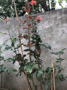 月季修剪， 轻松打造geng多新枝生长