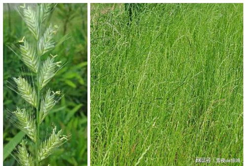 唑啉草酯：麦田的守护神