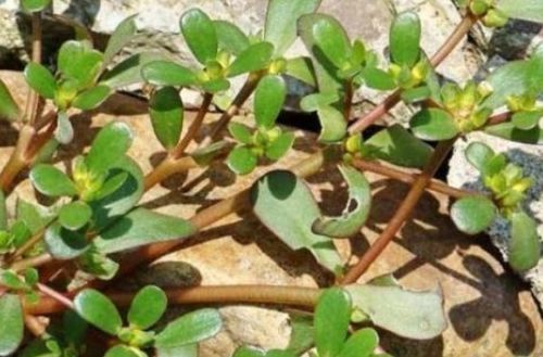 黑地膜， 马齿菜的克星