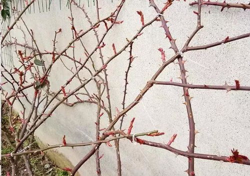 紫藤的牵引技巧