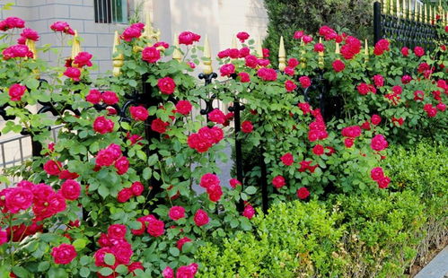 蔷薇花大揭秘：名贵品种大集合