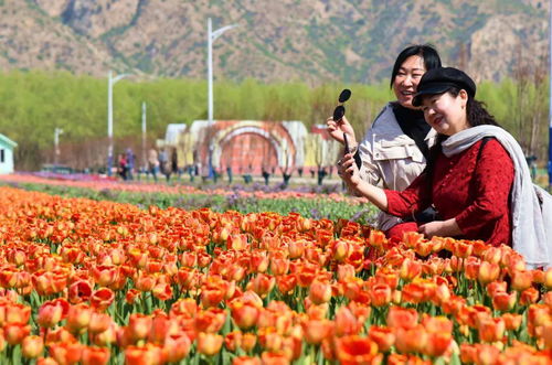 “郁金香——花开绚烂的季节，这个季节里郁金香具体什么时间开花呢