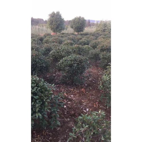 红叶石楠适合种植在哪种土壤环境，酸性、中性还是碱性土壤