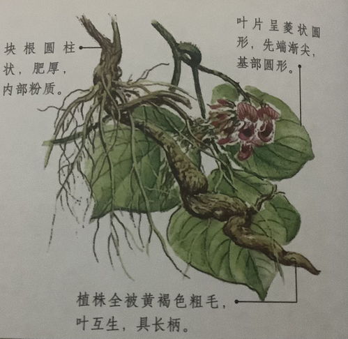 植物与情感
