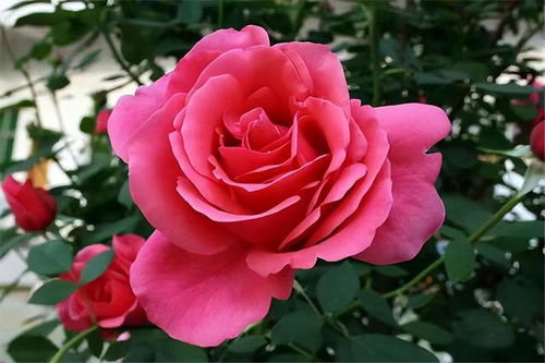 藤本月季“粉扇”品种花朵繁多，花色粉嫩