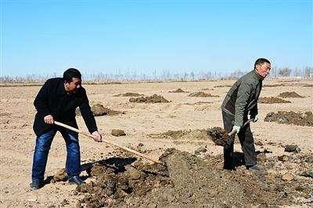 新疆盐碱地适宜种植的作物