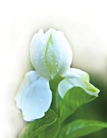 栀子花价格探秘：今年的行情如何？