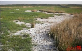 改良土壤，让盐碱地变宝地