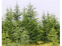 北方朋友要注意，种地也得讲基本法