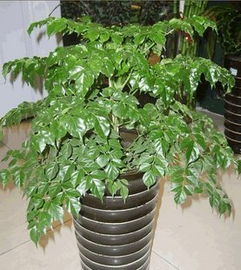 选择合适的盆和土