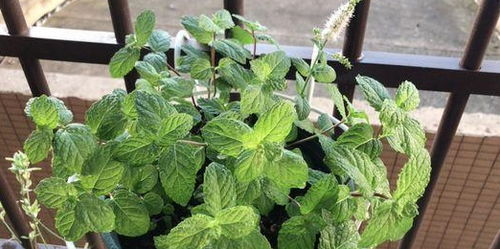 排水层，你铺对了吗？