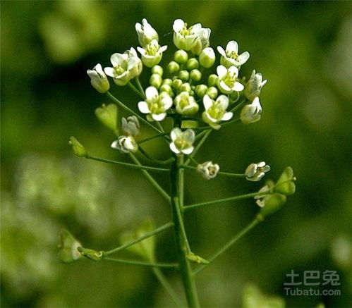 鹅肠菜，那玩意儿和荠菜咋堪咋像？