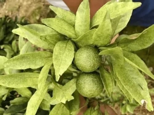 高效氯氟氰菊酯对红蜘蛛的防治效果