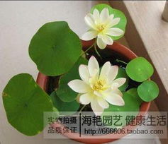 第三步：水培睡莲，小心呵护