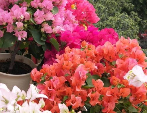 一月份开花的花卉品种