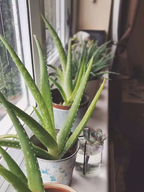 阳台适合种植什么植物？懒人必备的植物清单