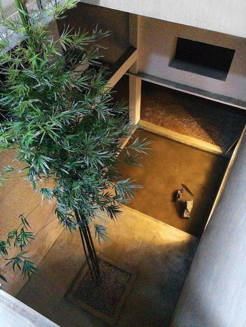 选择竹子， 要考虑家居实际情况和个人喜好