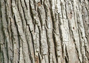 树皮，识别木材树种的关键