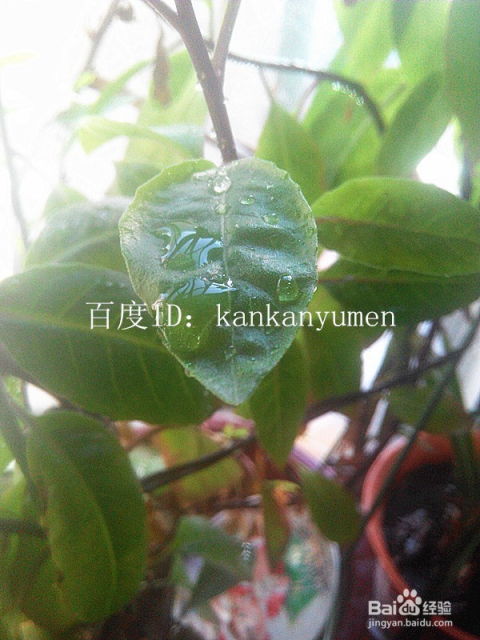 虫害防治：红蜘蛛的克星