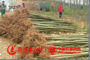 苗木假死假活：揭秘那些不为人知的秘密