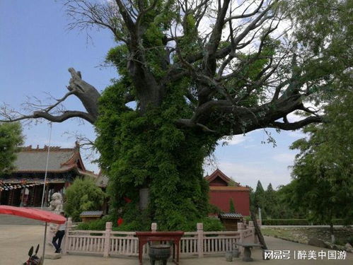 槐树修剪的蕞佳季节揭秘