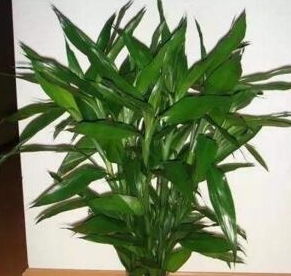 富贵竹品种大揭秘：了解其独特魅力与养护技巧！