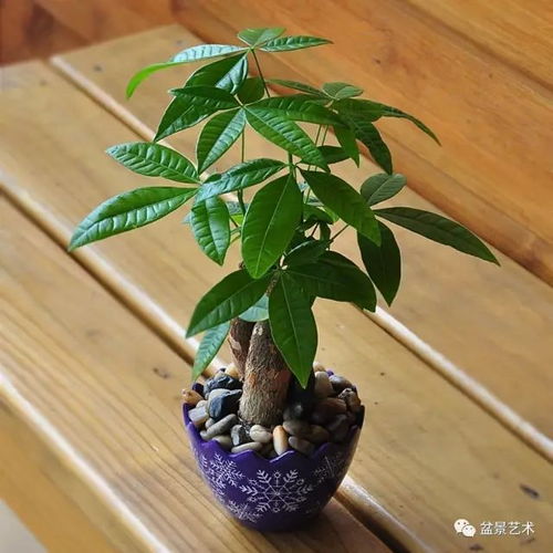 发财树烂根的痛，怎么办？快来学学这些方法！