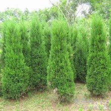 塔柏， 那高高的塔