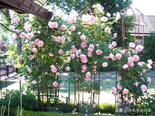 自家小花园的秘密武器：自制月季花肥大揭秘