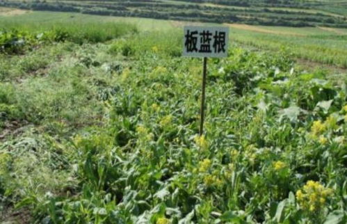 了解市场需求和价格走势