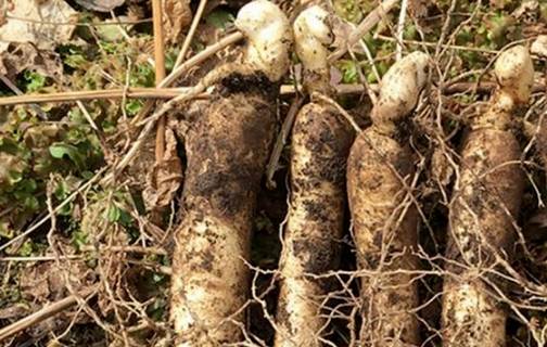 萝卜的丰富名称