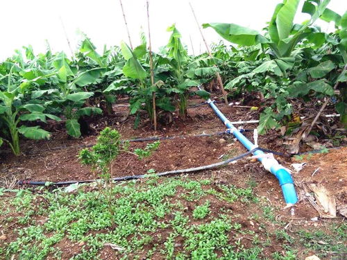 蓟马防治， 香蕉也要面子