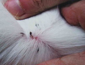 除蚤香波， 天然成分geng平安