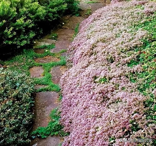 四、 银柳：柳枝吐新芽