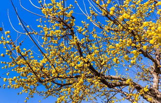 北方腊梅露天过冬，这些技巧你一定要知道！