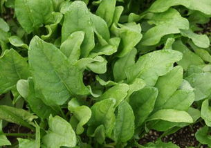 菠菜：耐寒， 生长周期短