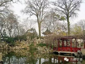 松树的寓意与象征意义