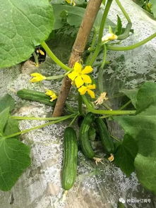 黄瓜与除草剂：一场不愉快的邂逅