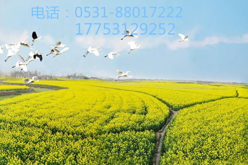 虫螨腈杀虫剂在使用时对作物安全吗？如何正确配比和喷洒？