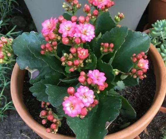 三角梅泡茶可行，茶水浇花也行！