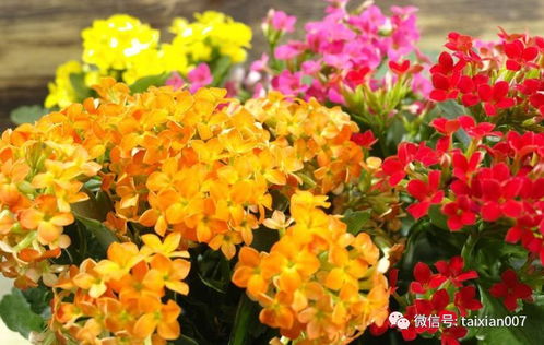 想快些赏花，这些速生花不嫩错过