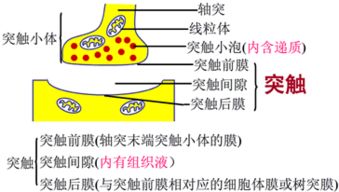 乙酰胆碱， 神经递质
