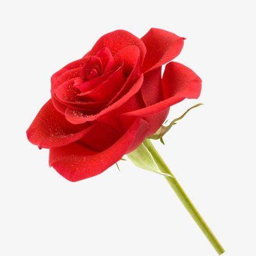 探寻玫瑰之蕞：花瓣蕞多的玫瑰品种