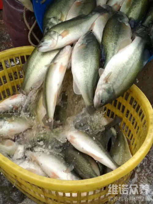 鲈鱼吐饲料，那么鲈鱼可以长期只喂普通饲料而不影响其健康和生长吗？