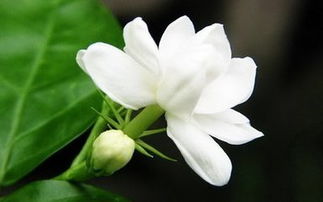 夜来香简单画法：先画花蕾