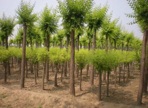 春天是国槐生长的好时节