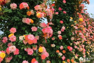 明水小站的月季争奇斗艳， 竞相开放