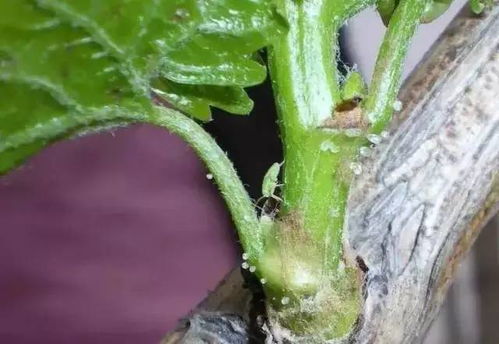 绿盲蝽防治大揭秘：吡虫啉的神奇效果与优势