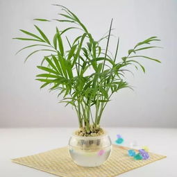 长寿花水培易养，家居必备绿植！